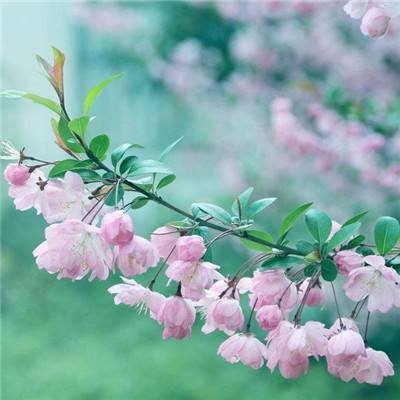 山海寻仙记手游(暂未上线)v1.0 安卓版